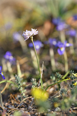 BUITEN BEELD Foto: 295507