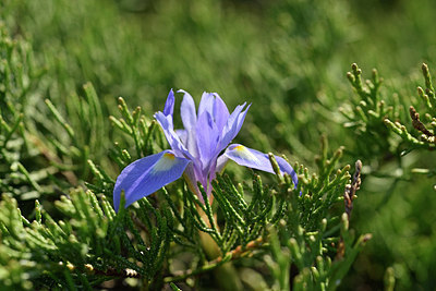 BUITEN BEELD Foto: 295508