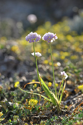 BUITEN BEELD Foto: 295510