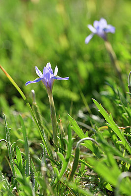 BUITEN BEELD Foto: 295516