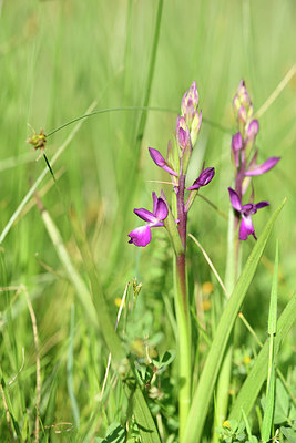 BUITEN BEELD Foto: 295518