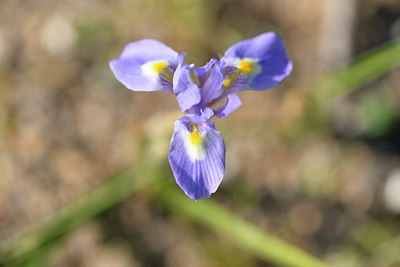 BUITEN BEELD Foto: 295519