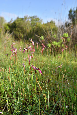 BUITEN BEELD Foto: 295521