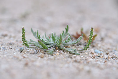 BUITEN BEELD Foto: 295558