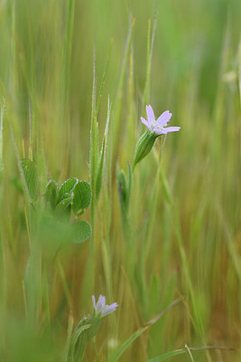BUITEN BEELD Foto: 295560