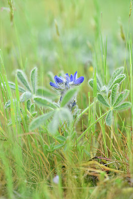 BUITEN BEELD Foto: 295564