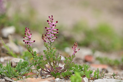 BUITEN BEELD Foto: 295565