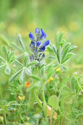 BUITEN BEELD Foto: 295566