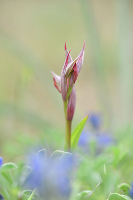 BUITEN BEELD Foto: 295568