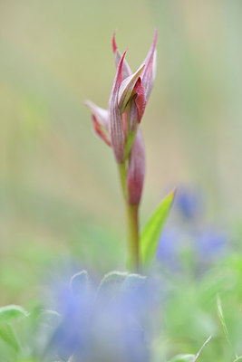 BUITEN BEELD Foto: 295569