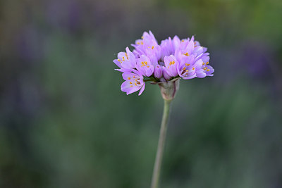 BUITEN BEELD Foto: 295571