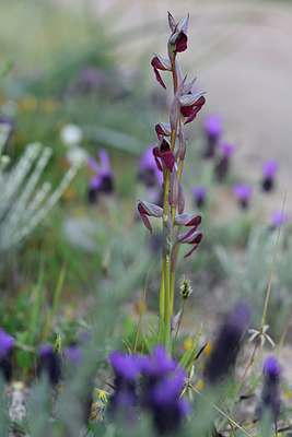 BUITEN BEELD Foto: 295575