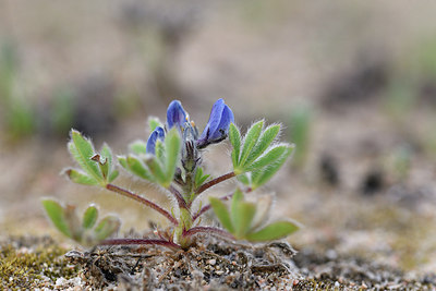 BUITEN BEELD Foto: 295584