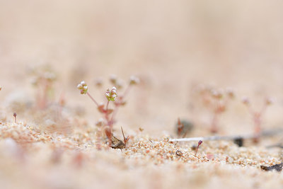 BUITEN BEELD Foto: 295588