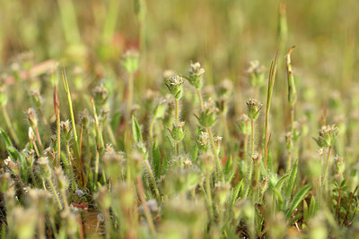 BUITEN BEELD Foto: 295595