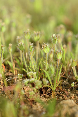 BUITEN BEELD Foto: 295596