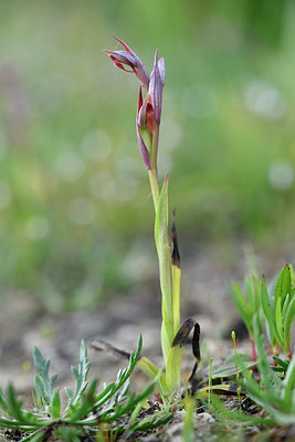 BUITEN BEELD Foto: 295599