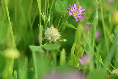 BUITEN BEELD Foto: 295628