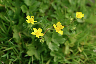 BUITEN BEELD Foto: 295635
