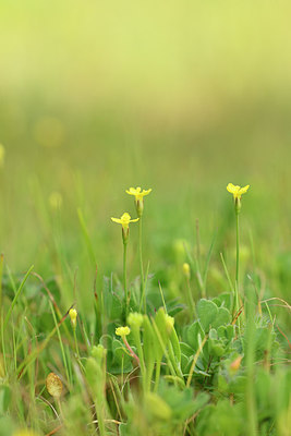 BUITEN BEELD Foto: 295637