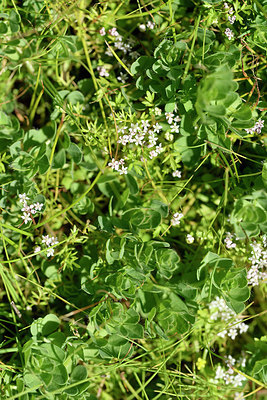 BUITEN BEELD Foto: 295642