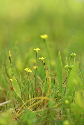 BUITEN BEELD Foto: 295643