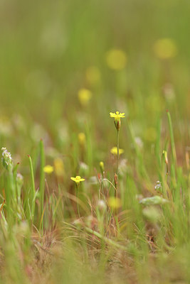 BUITEN BEELD Foto: 295651