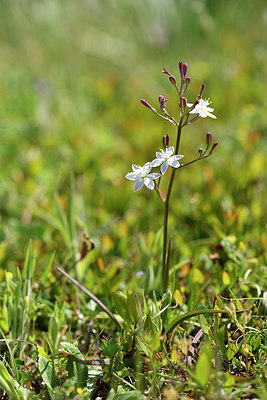 BUITEN BEELD Foto: 295657