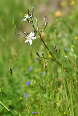 BUITEN BEELD Foto: 295663