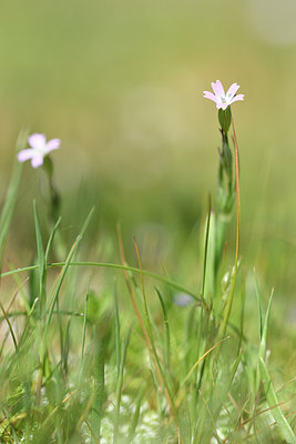 BUITEN BEELD Foto: 295667