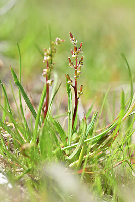 BUITEN BEELD Foto: 295683