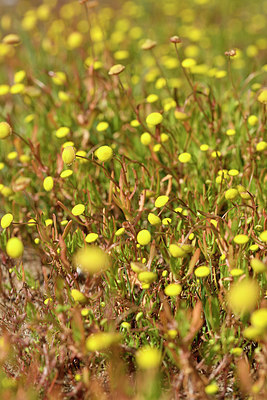 BUITEN BEELD Foto: 295718