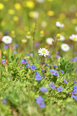 BUITEN BEELD Foto: 295721