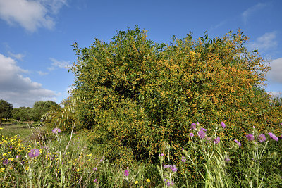 BUITEN BEELD Foto: 295772