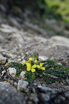 BUITEN BEELD Foto: 295775