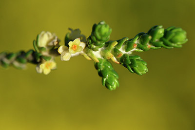 BUITEN BEELD Foto: 295780