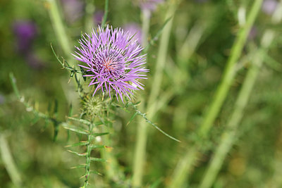 BUITEN BEELD Foto: 295785