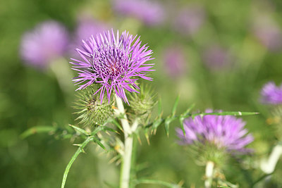 BUITEN BEELD Foto: 295786