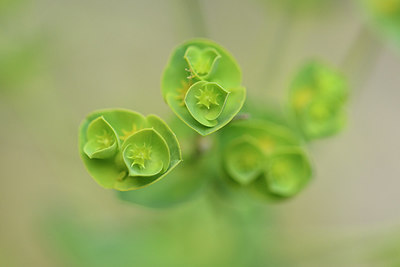 BUITEN BEELD Foto: 295787