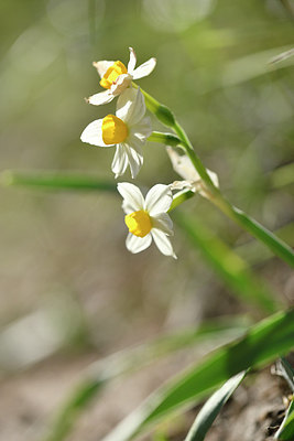 BUITEN BEELD Foto: 295801