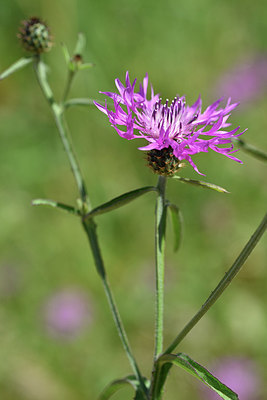 BUITEN BEELD Foto: 295809