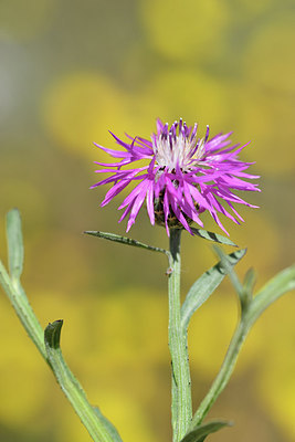 BUITEN BEELD Foto: 295810