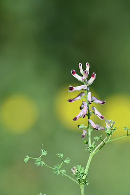 BUITEN BEELD Foto: 295812