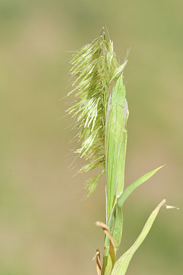 BUITEN BEELD Foto: 295816