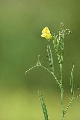 BUITEN BEELD Foto: 295831