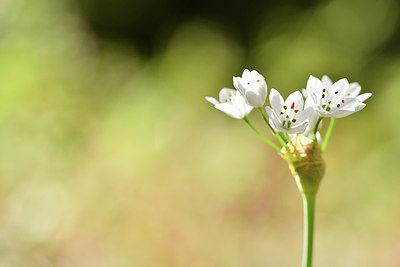 BUITEN BEELD Foto: 295832