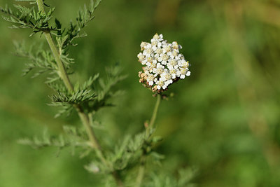 BUITEN BEELD Foto: 295837