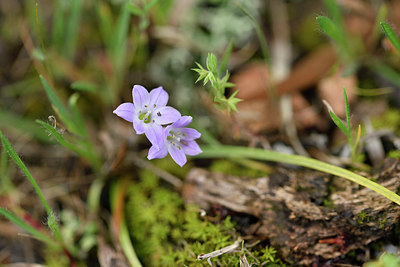 BUITEN BEELD Foto: 295847