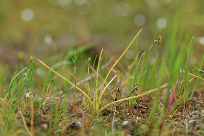 BUITEN BEELD Foto: 295850