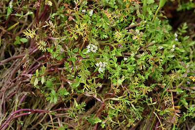 BUITEN BEELD Foto: 295852